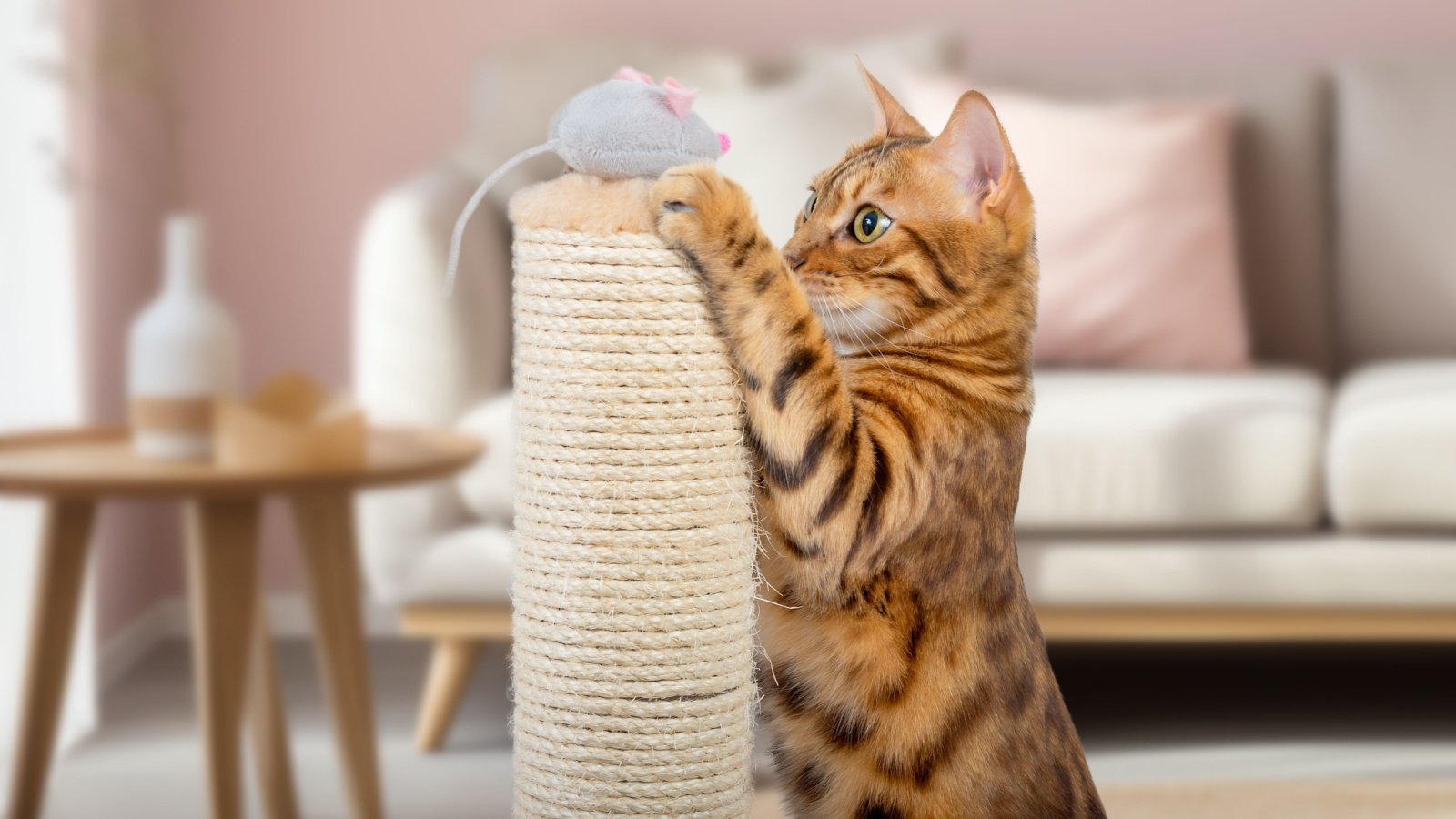 A Bengal cat plays with a plush mouse Svetlana Rey Shutterstock