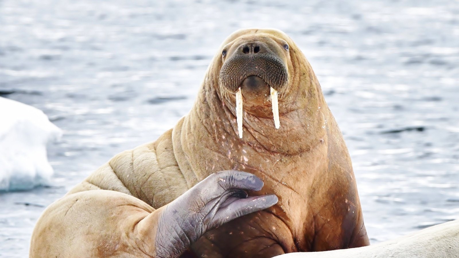 A Walrus on ice large sea animal Angela Lock Shutterstock