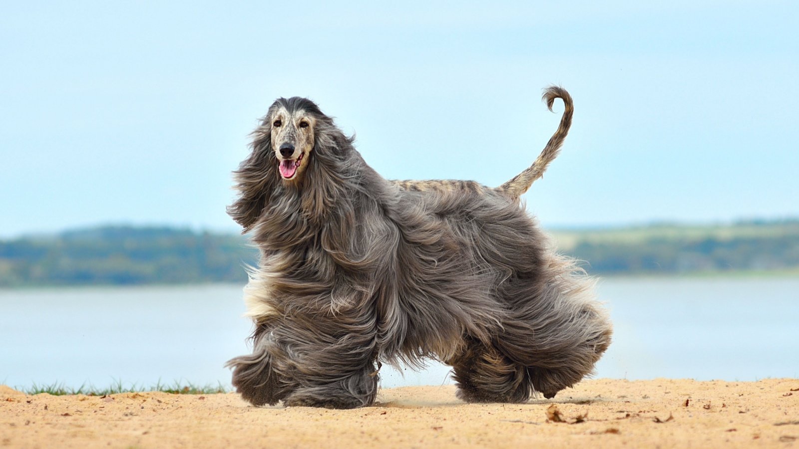 Afghan Hound Dog Pet Natallia Yaumenenka Shutterstock