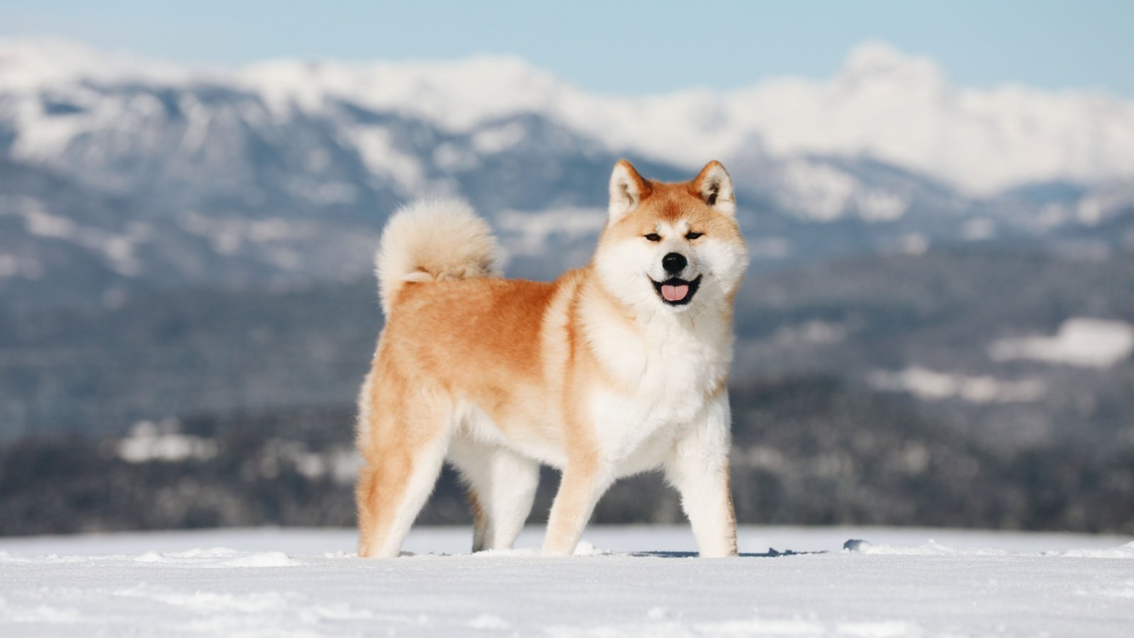 Akita Inu Dog Winter Ana Bencina Kosmac Shutterstock