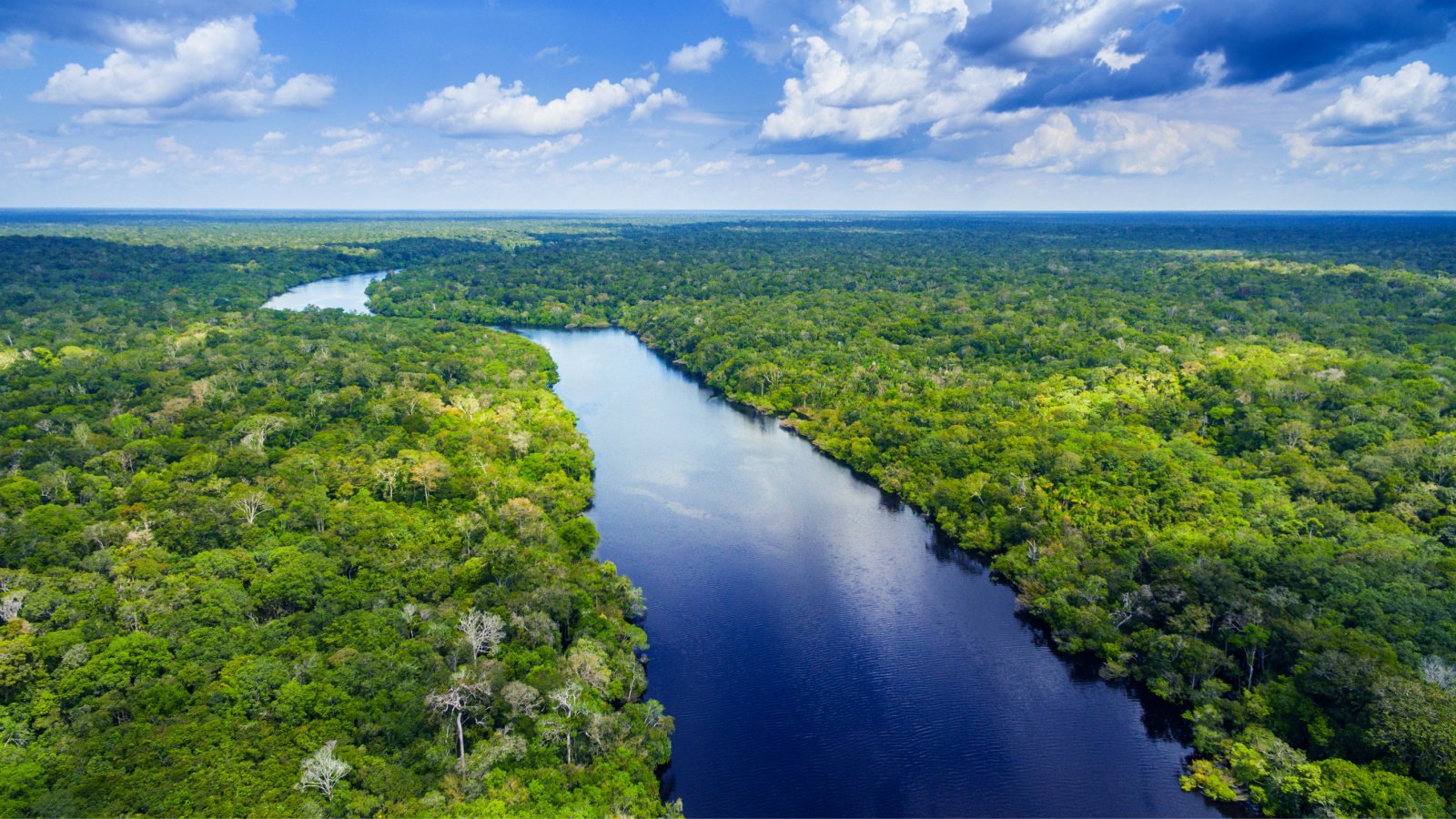 Amazon rainforest in Brazil worldclassphoto shutterstock