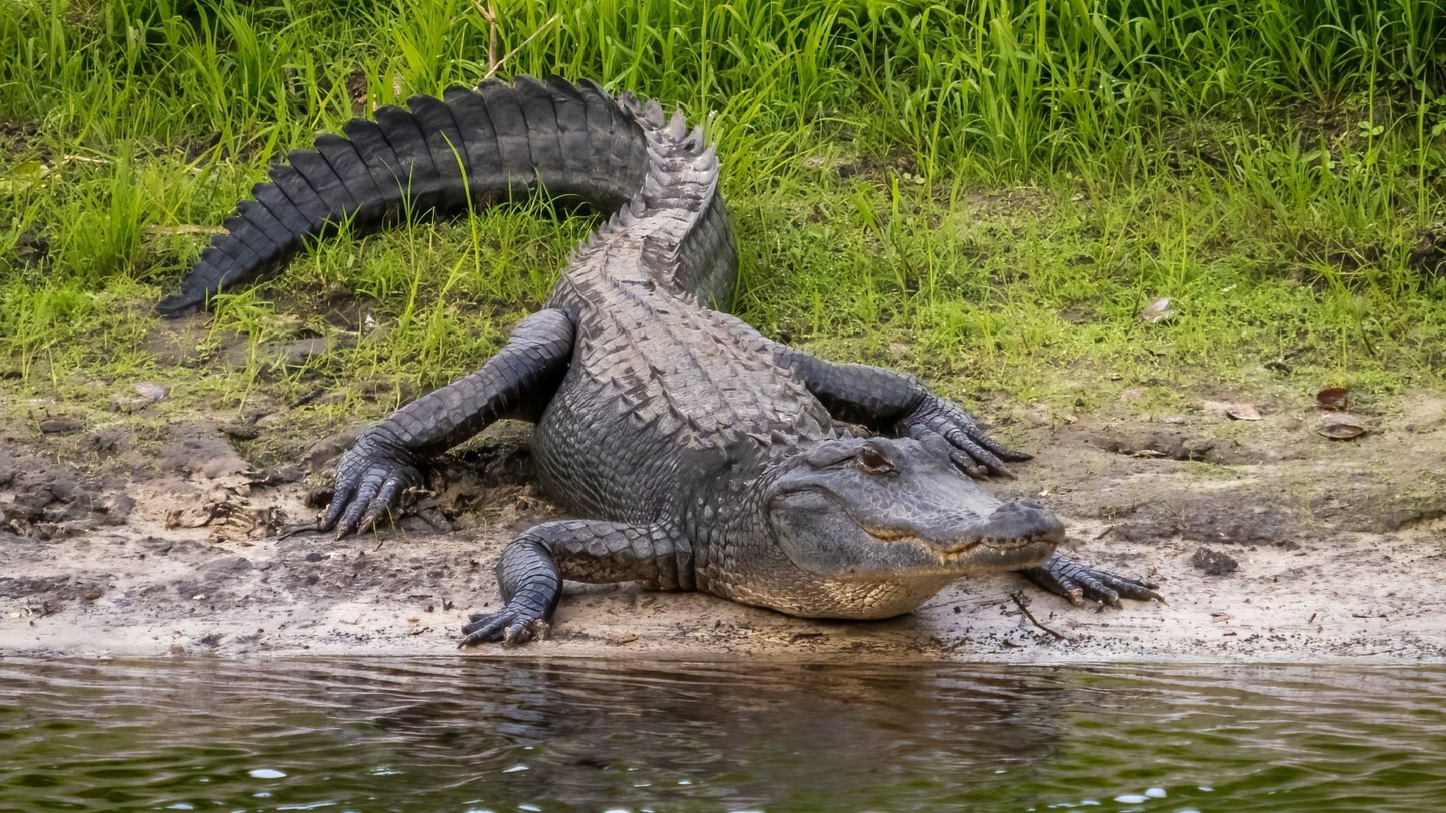 American Alligator Florida Jim Schwabel Shutterstock