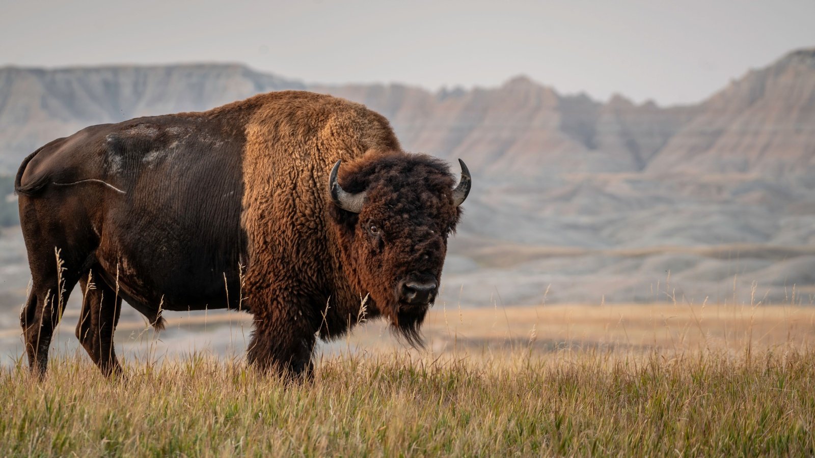 American Bison South Dakota Tim Malek Shutterstock