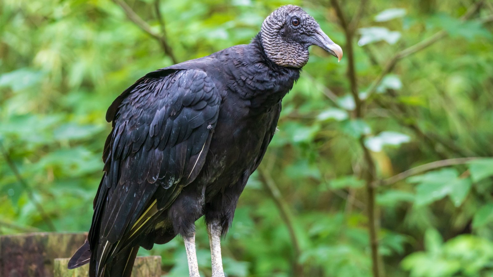 American Black Vulture Sunshower Shots Shutterstock