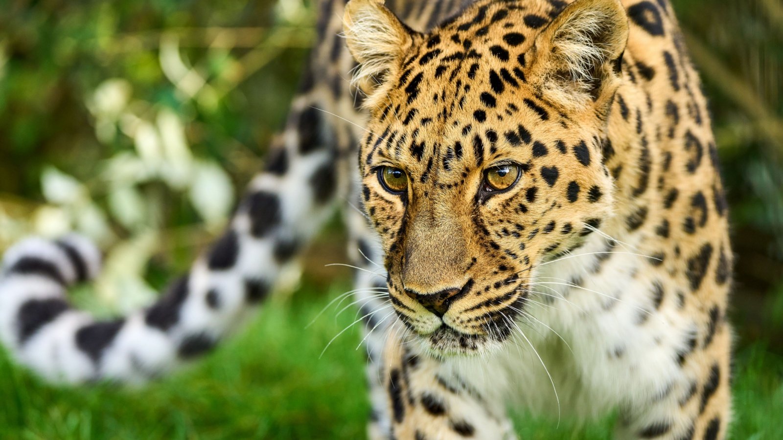 Amur Leopard Karl Weller Shutterstock