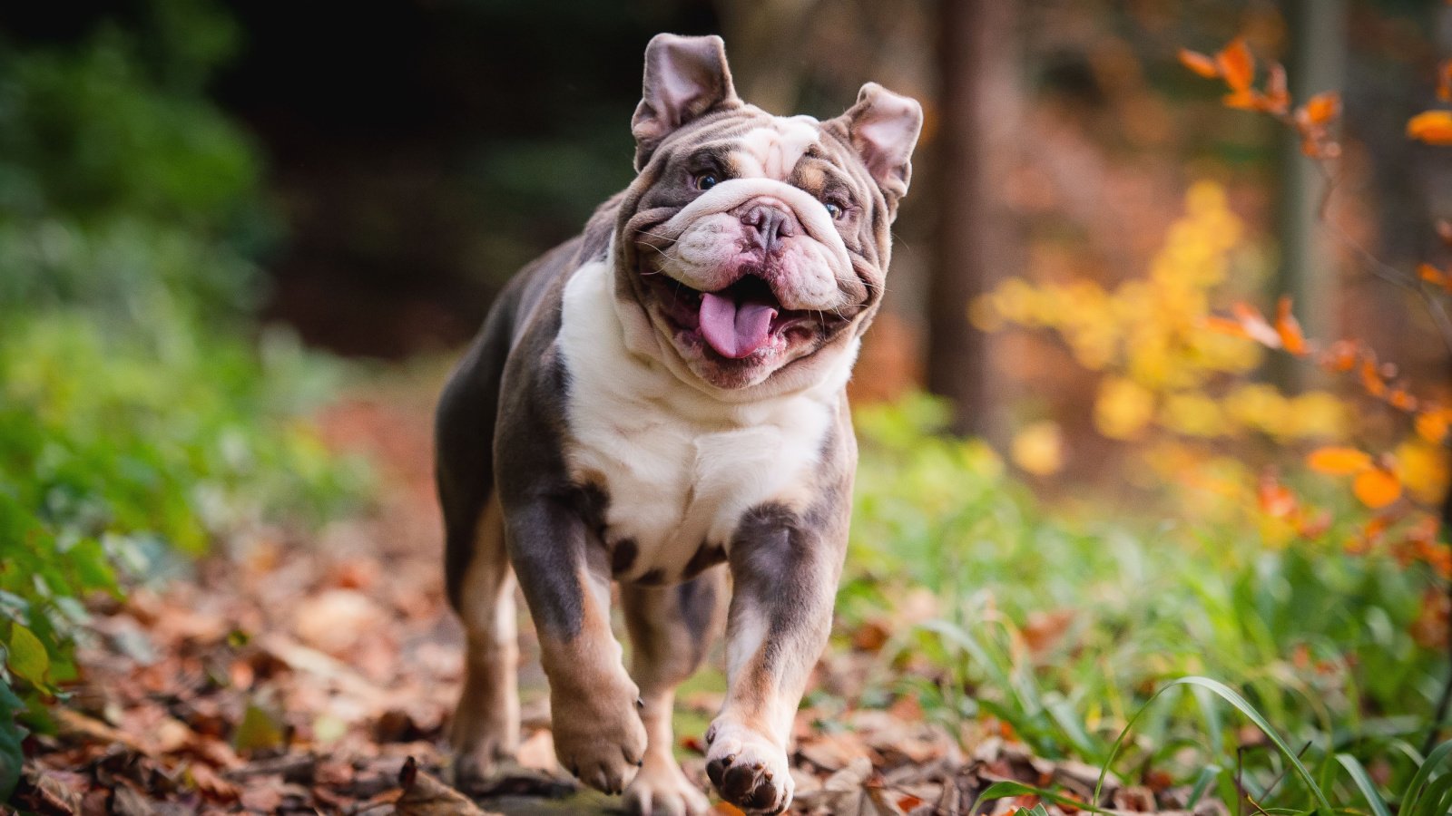 Animal Gaming Brutus Bulldog rebeccaashworthearle Shutterstock