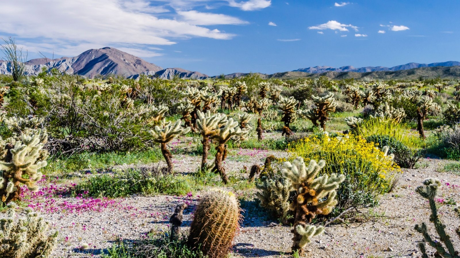 Anza Borrego Desert State Park, Southern California Jnjphotos Shutterstock