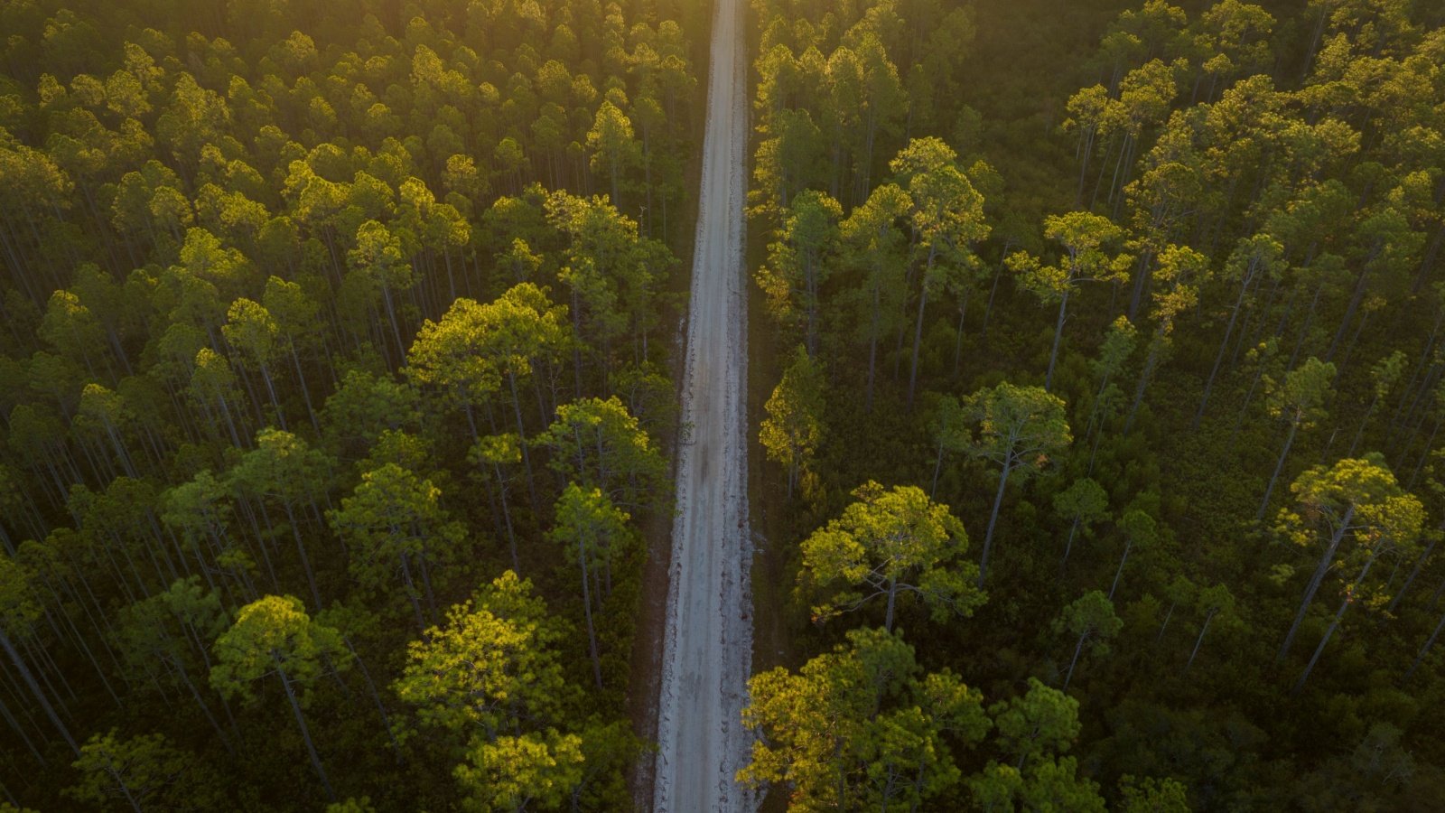 Apalachicola National Forest Tallahassee Florida marekuliasz Shutterstock