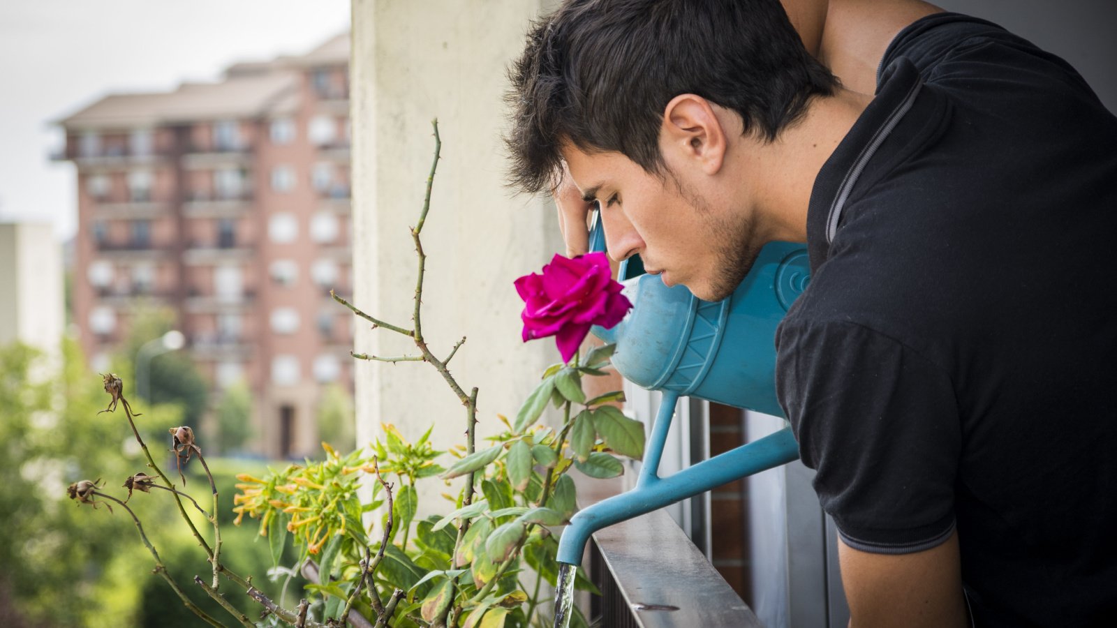 Apartment Balcony Watering Plants in Box ArtOfPhotos Shutterstock