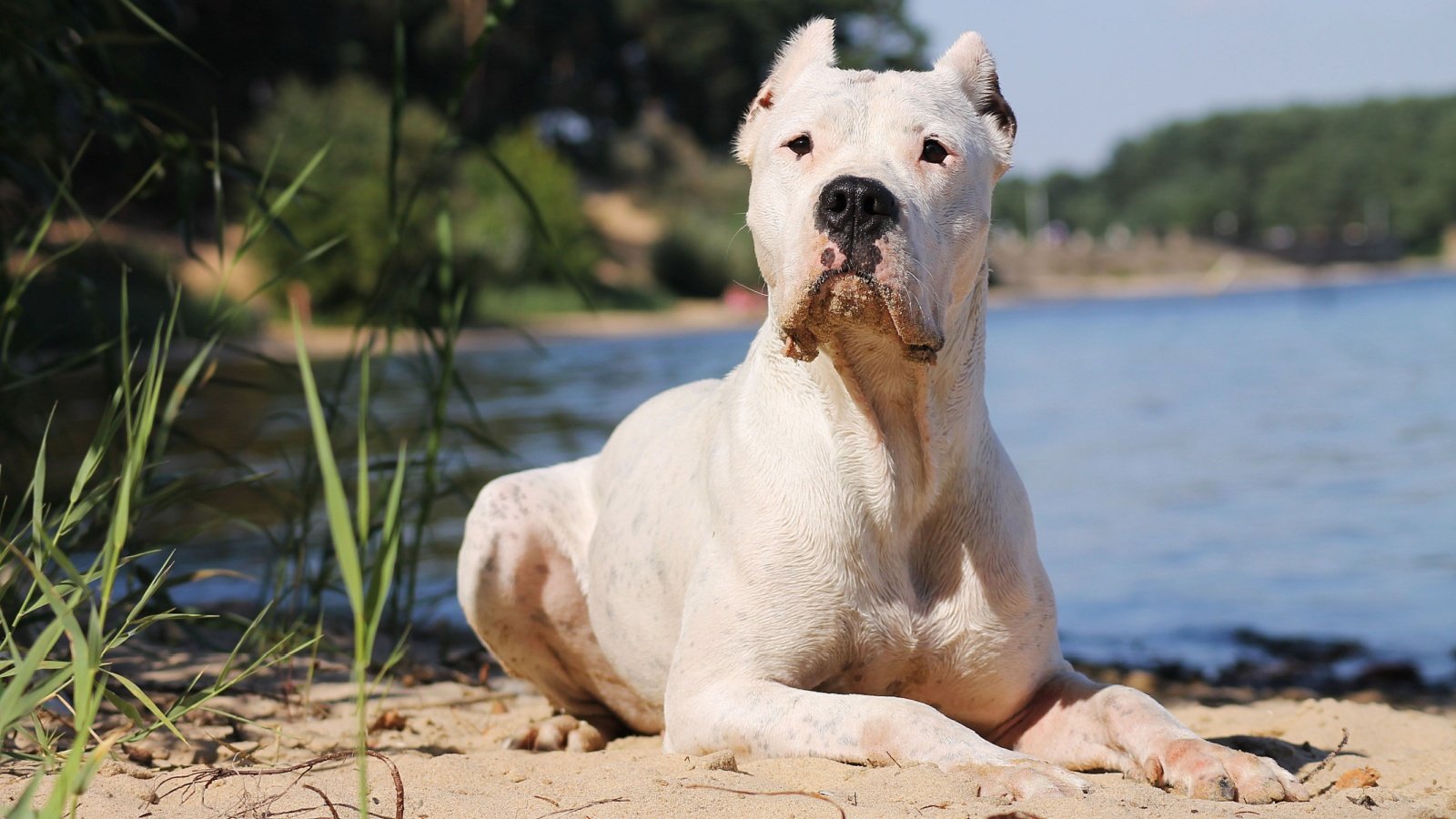 Argentine Dogo Eve Photography Shutterstock