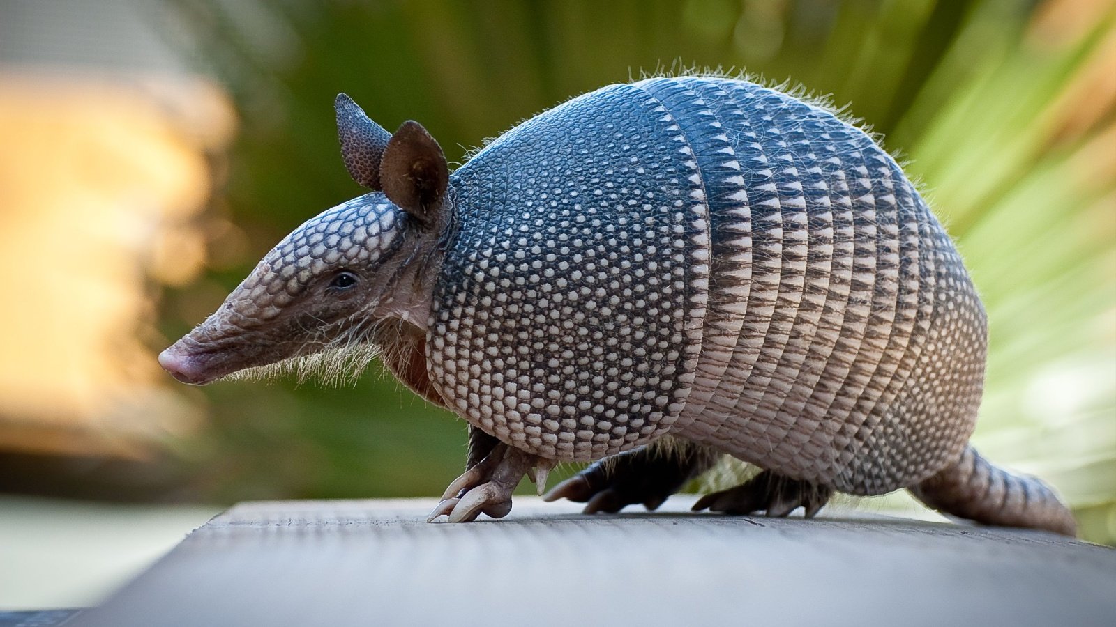 Armadillo near Everglades Heiko Kiera Shutterstock Armadillo near Everglades Heiko Kiera Shutterstock