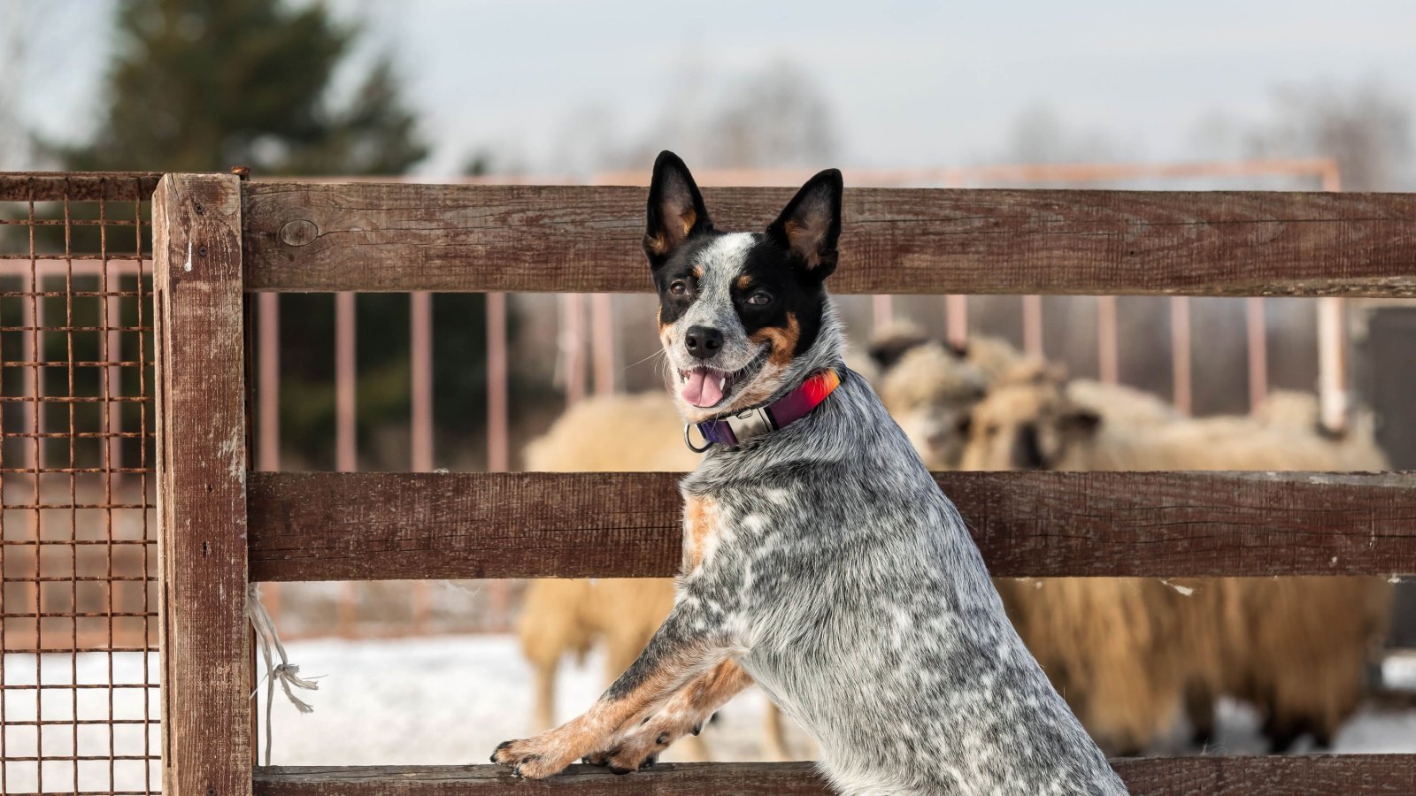 Australian Cattle Dog OlgaOvcharenko Shutterstock