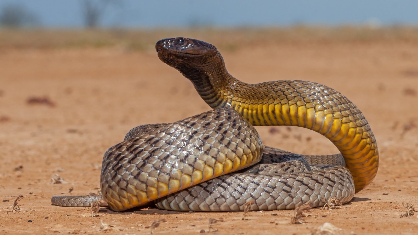 Australian Highly venomous Inland Taipan snake animal Ken Griffiths Shutterstock