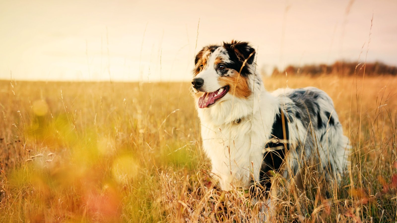 Australian Shepherd dog Jan Havlicek Shutterstock