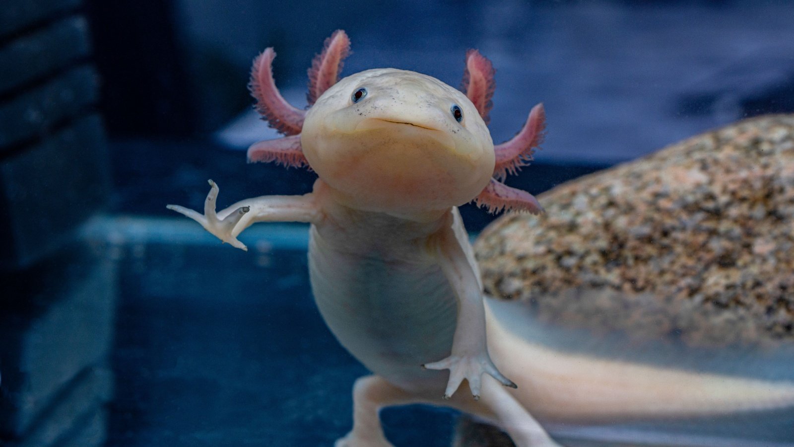 Axolotl Iva Dimova Shutterstock