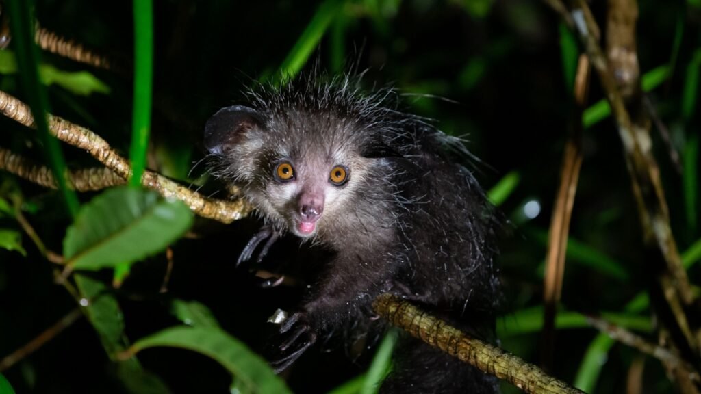 ‘Freaks of Nature’: 25 Most Bizarre and Unusual Animals on Earth