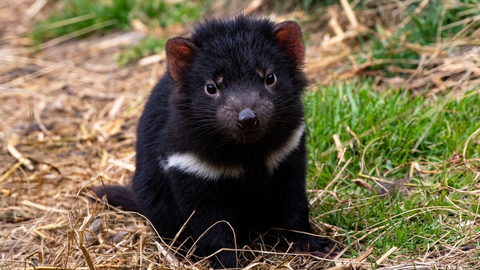 Baby Tasmanian Devil Florence Joseph McGinn Shutterstock Baby Tasmanian Devil Florence Joseph McGinn Shutterstock
