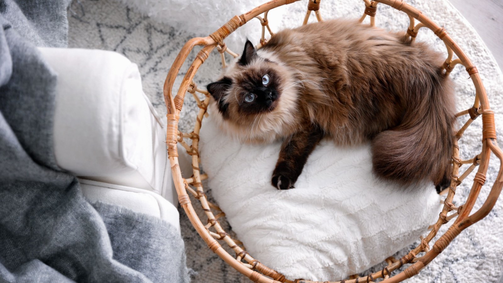 Balinese cat in basket New Africa Shutterstock