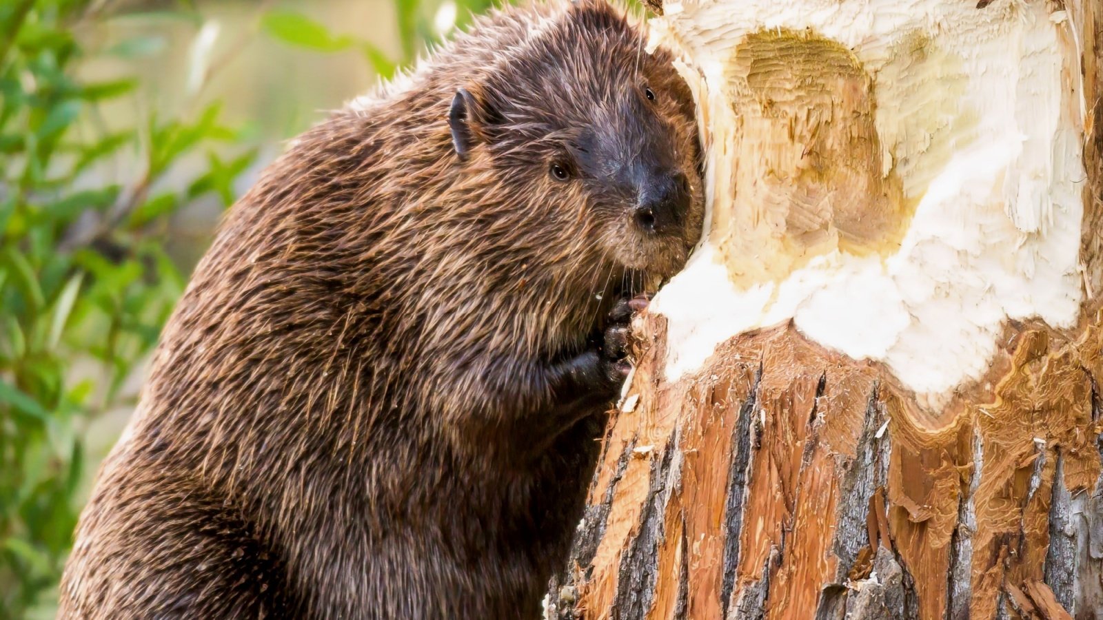 Beaver Vladimir Turkenich Shutterstock Beaver Vladimir Turkenich Shutterstock