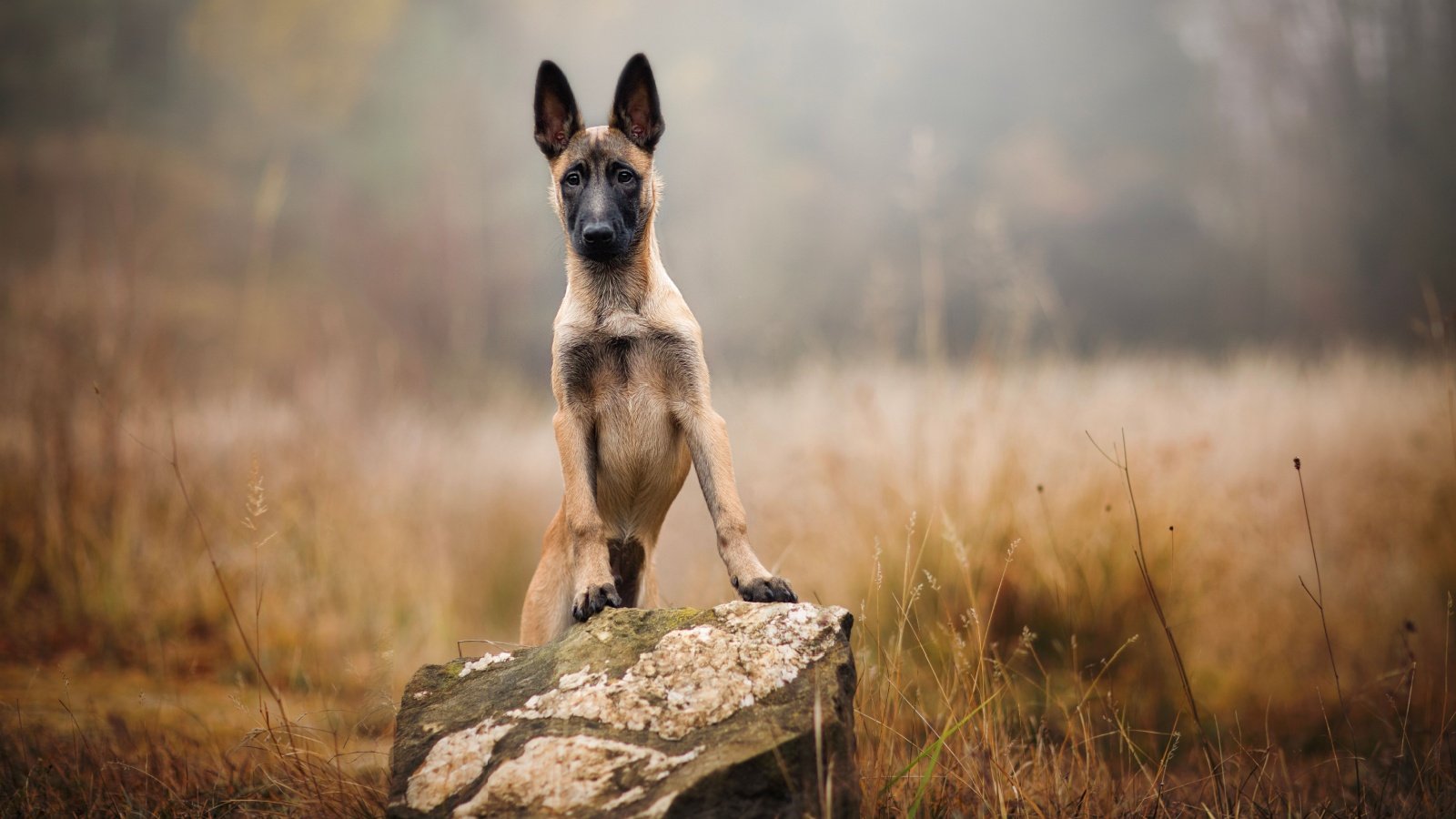 Belgian Malinois Dog nik174 Shutterstock