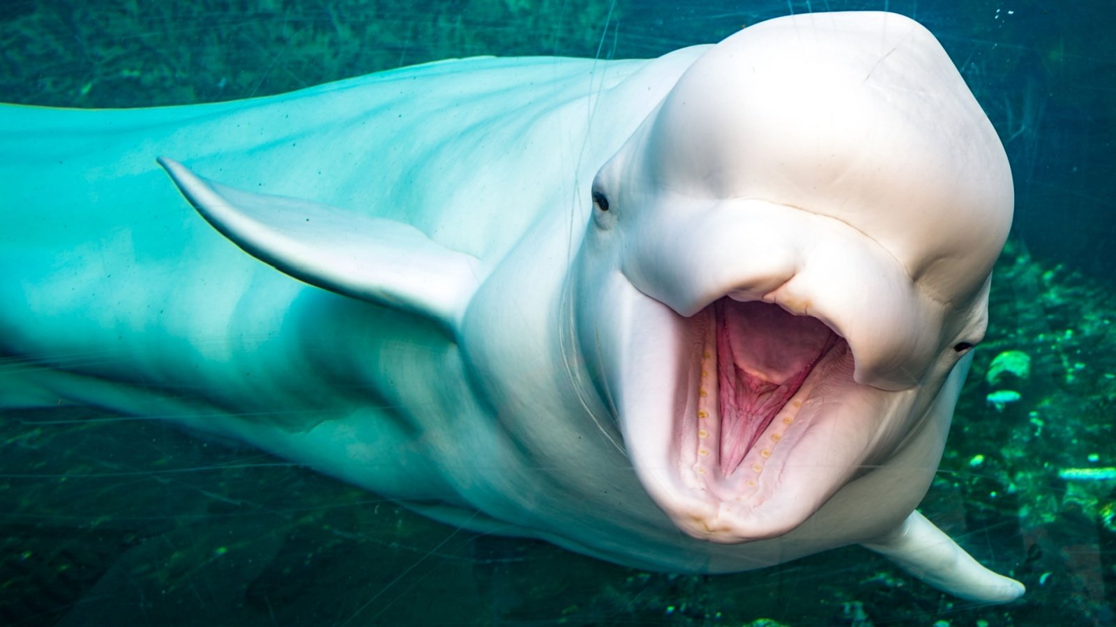 Beluga Whale Ocean CJ Larsen Shutterstock Beluga Whale Ocean CJ Larsen Shutterstock