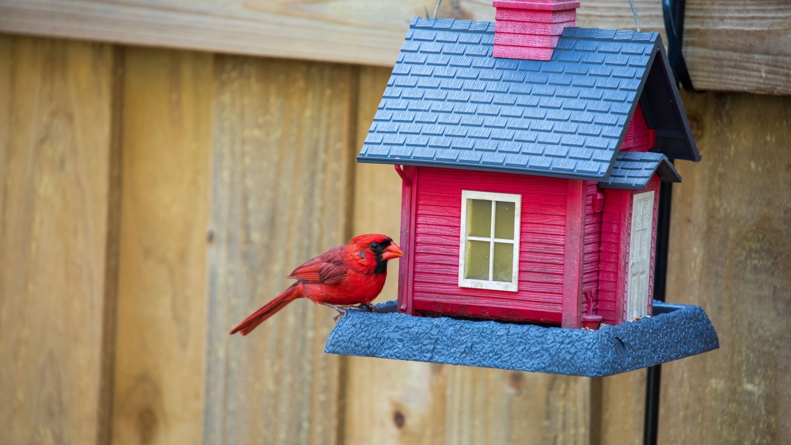Bird feeder backyard garden design David T. Cook Shutterstock Bird feeder backyard garden design David T. Cook Shutterstock