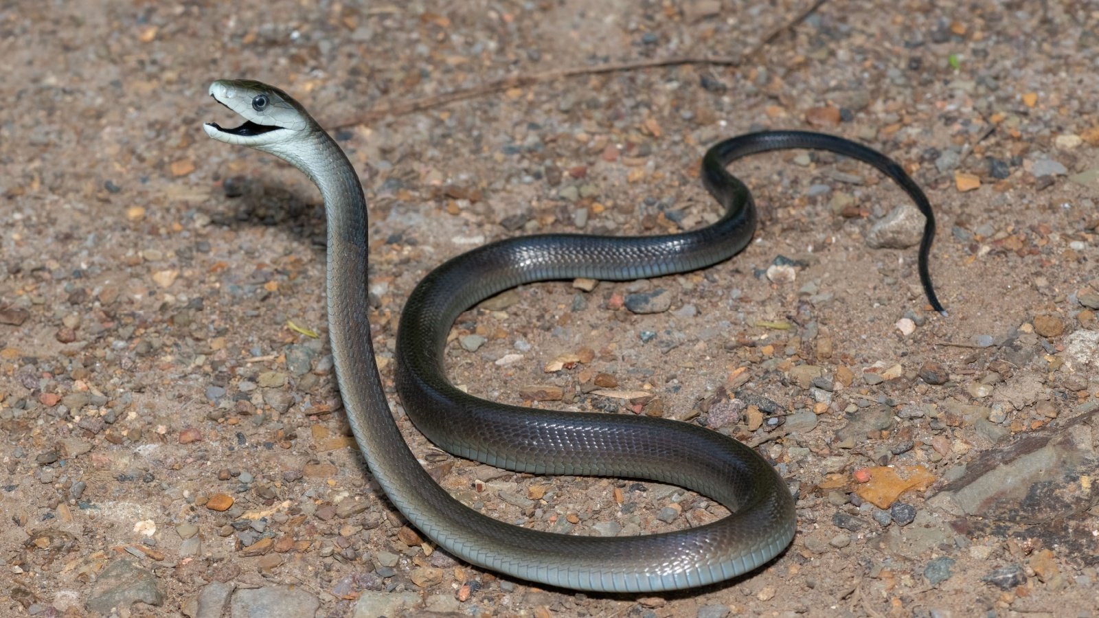 Black Mamba Snake Craig Cordier Shutterstock