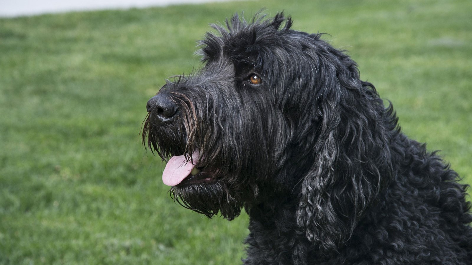 Black Russian Terrier dog PureRadiancePhoto Shutterstock