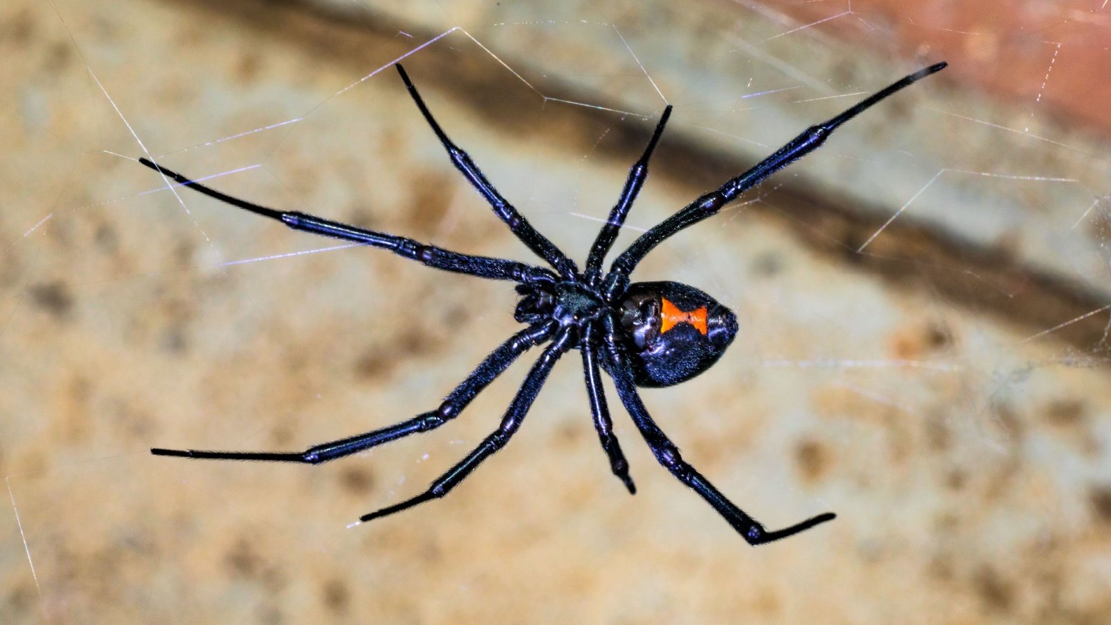 Black Widow Spider phonecat Shutterstock