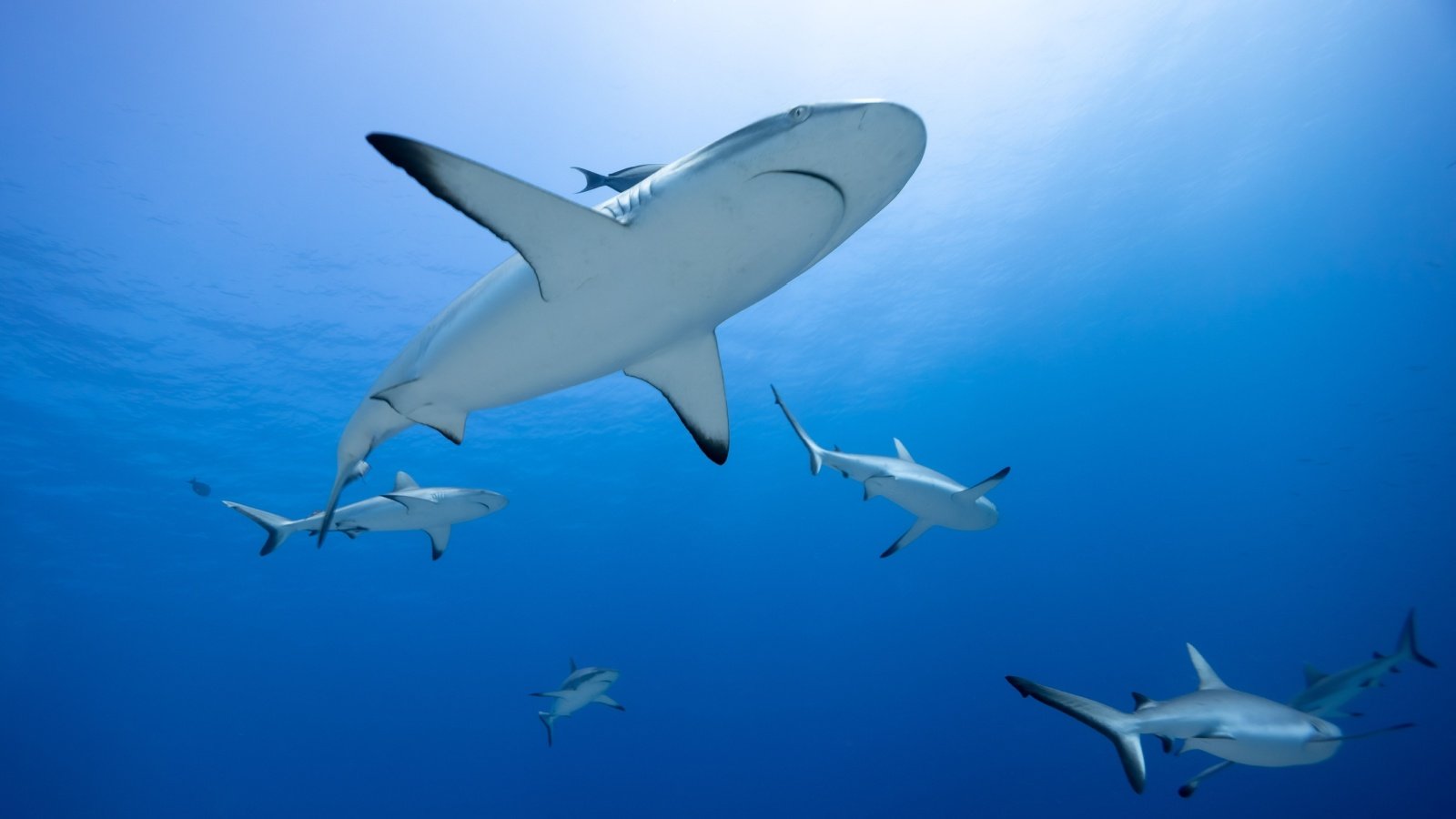 Blacktip Reef sharks ocean Jonas Gruhlke Shutterstock