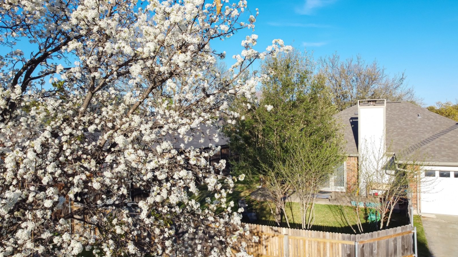 Blooming white flower of Bradford pear tree suburban home backyard neighborhood house home Trong Nguyen Shutterstock Blooming white flower of Bradford pear tree suburban home backyard neighborhood house home Trong Nguyen Shutterstock
