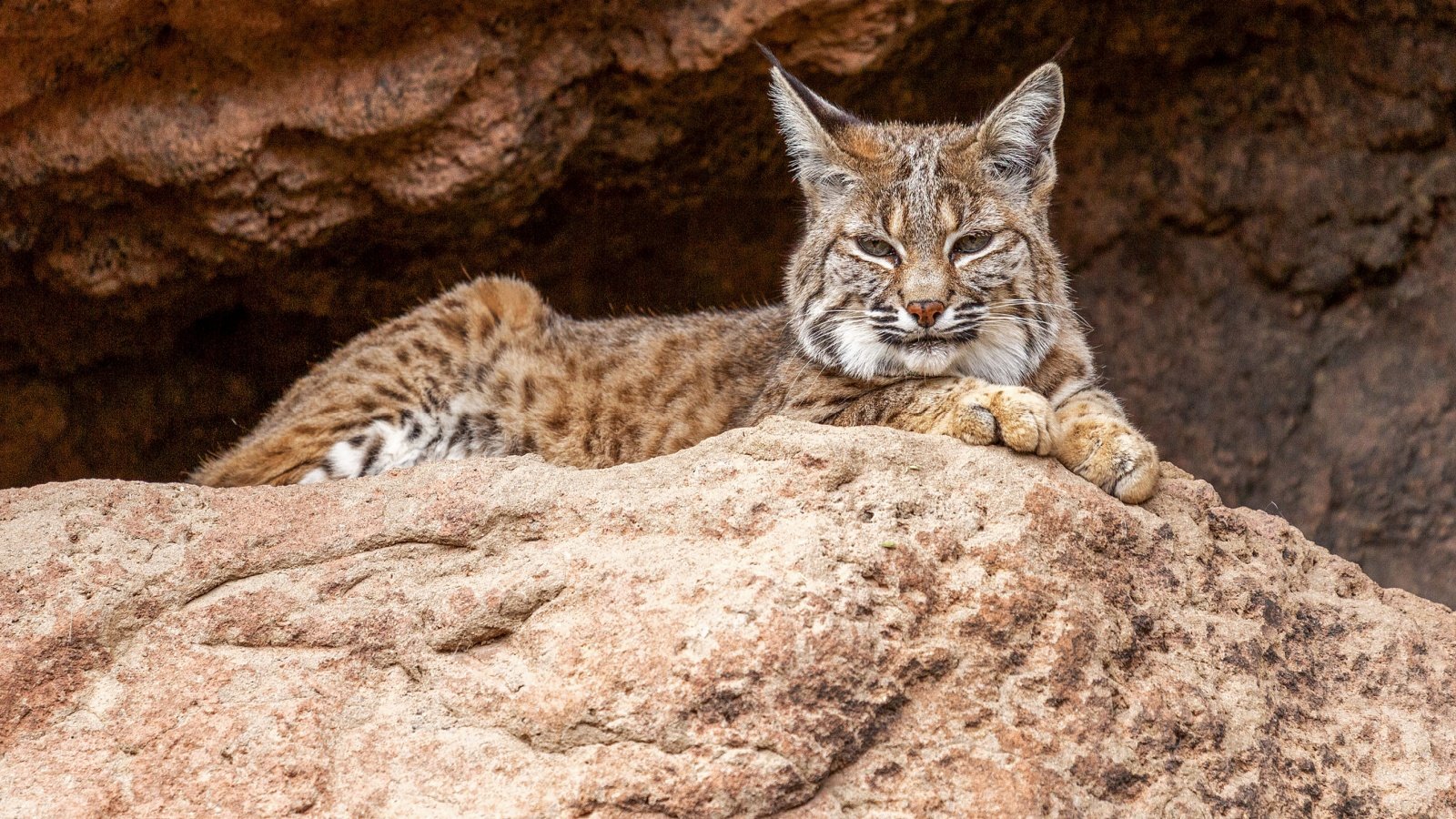 Bobcat Monica Lara Shutterstock