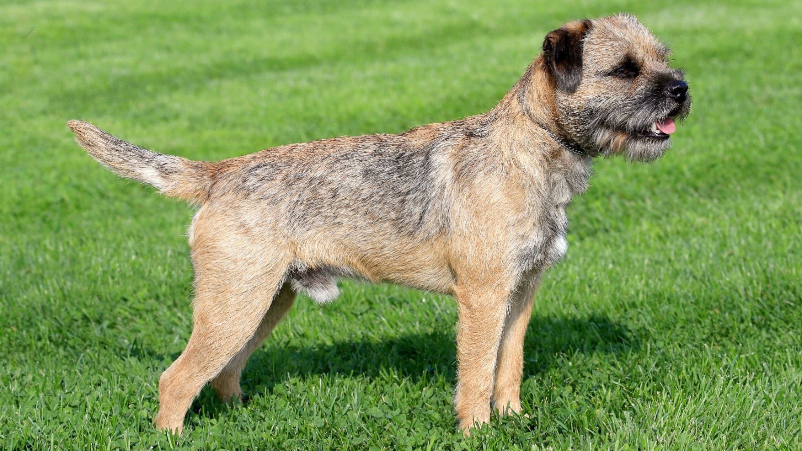 Border Terrier dog Radomir Rezny Shutterstock Border Terrier dog Radomir Rezny Shutterstock