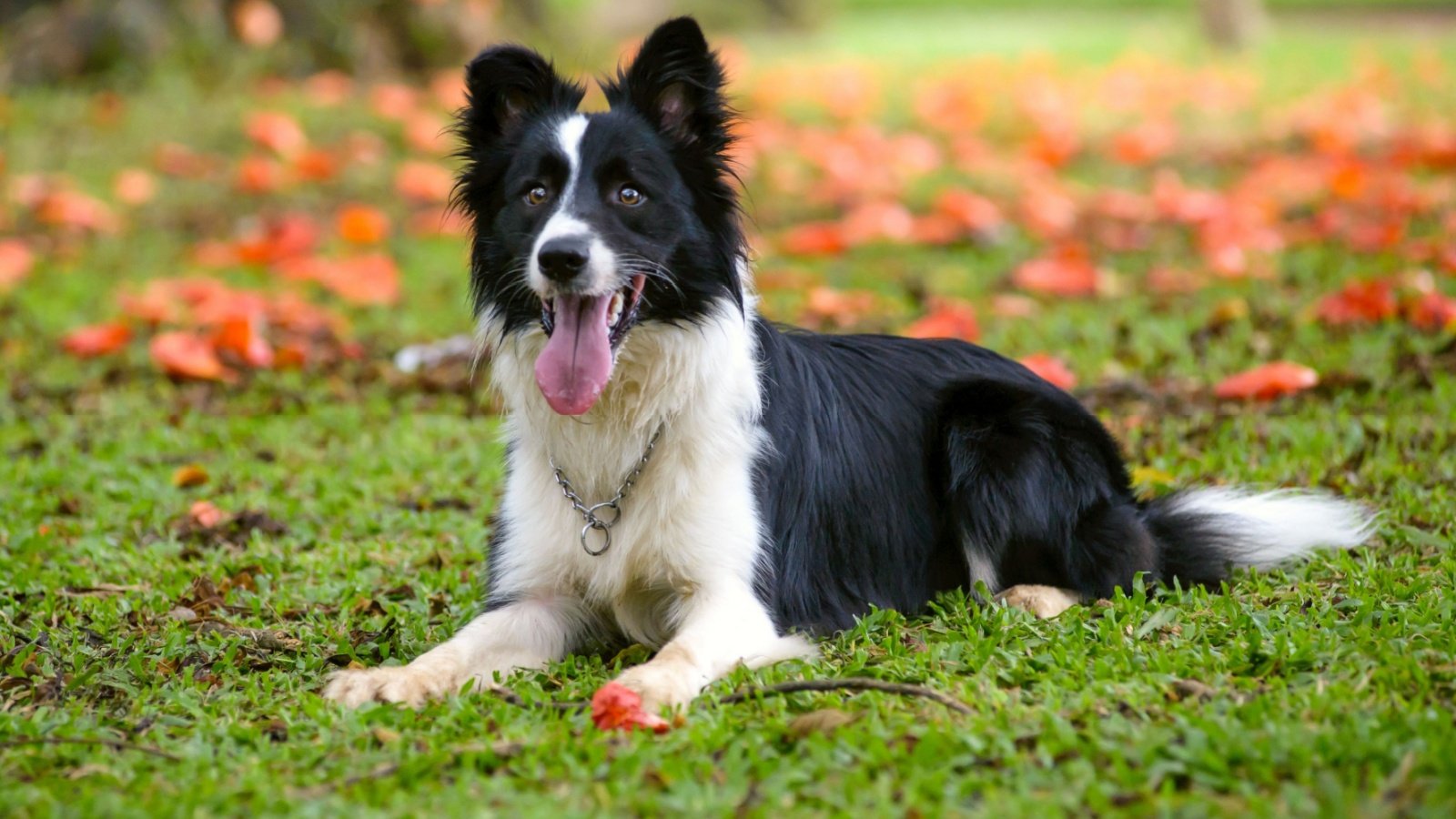 Border collie dog Elayne Massaini Shutterstock