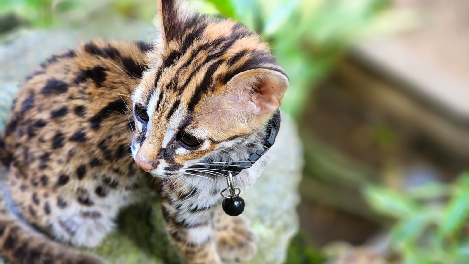 Borneo Bay Cat ghost cat MAHYUDDIN PAGALA Shutterstock