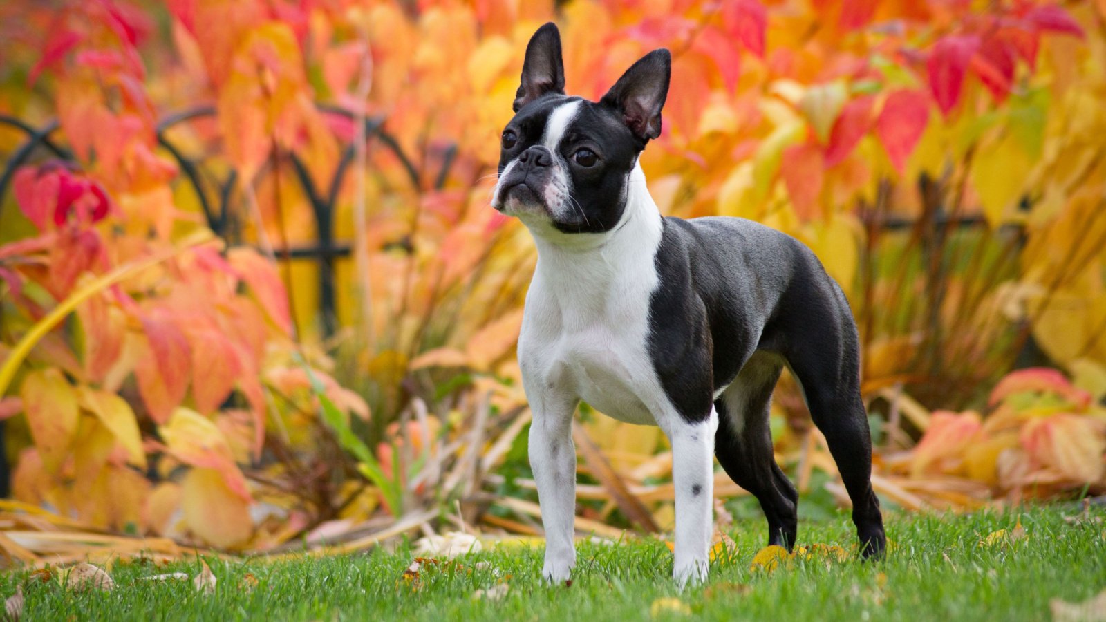 Boston terrier dog pet outside Eve Photography Shutterstock