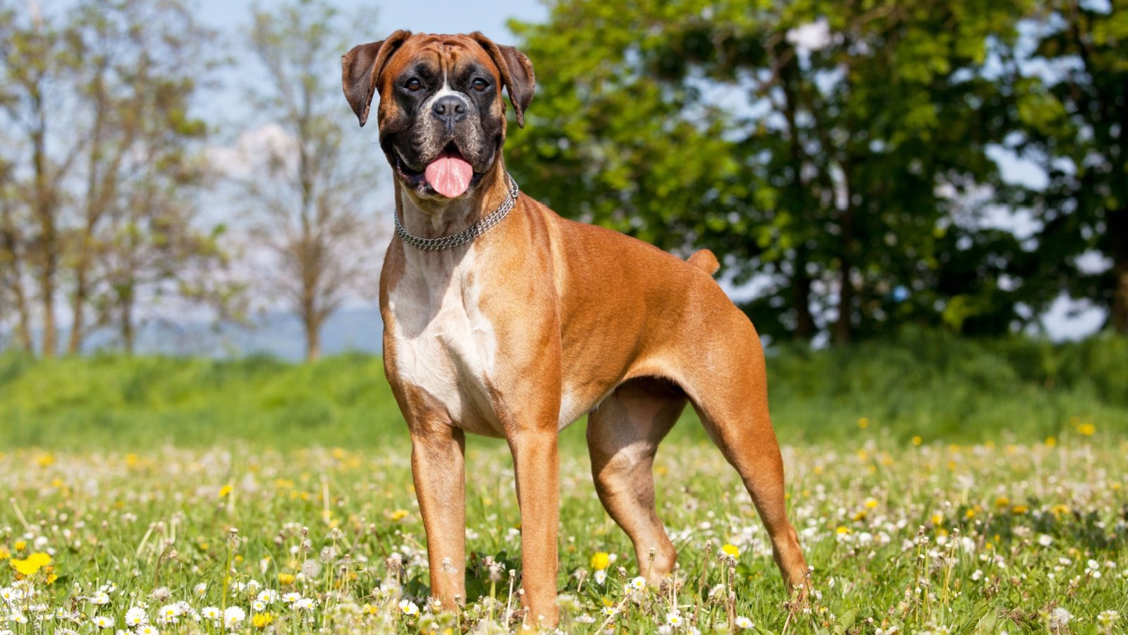 Boxer Dog Lenkadan Shutterstock