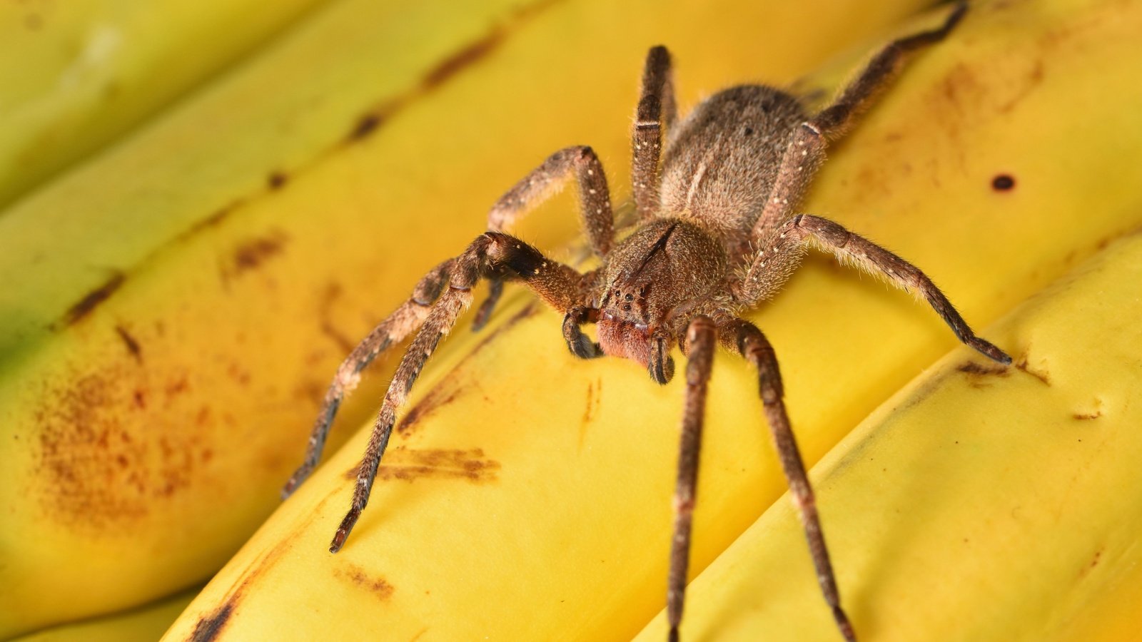 Brazilian wandering or banana spider venom poisonous Tobias Hauke Shutterstock