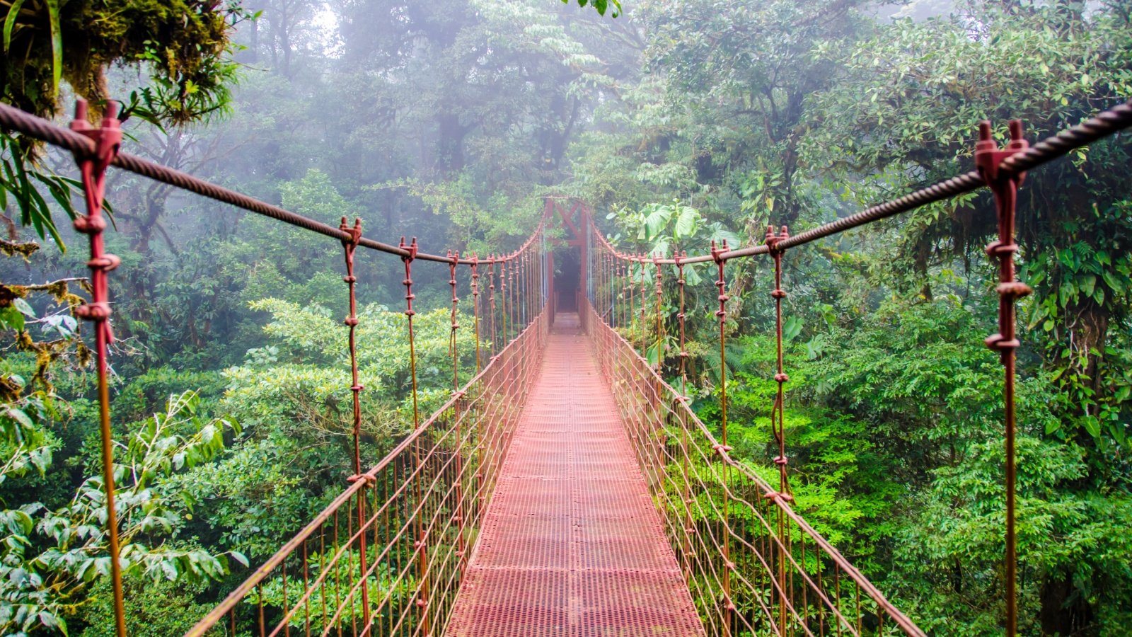 Bridge in Rainforest Costa Rica Monteverde Simon Dannhauer Shutterstock