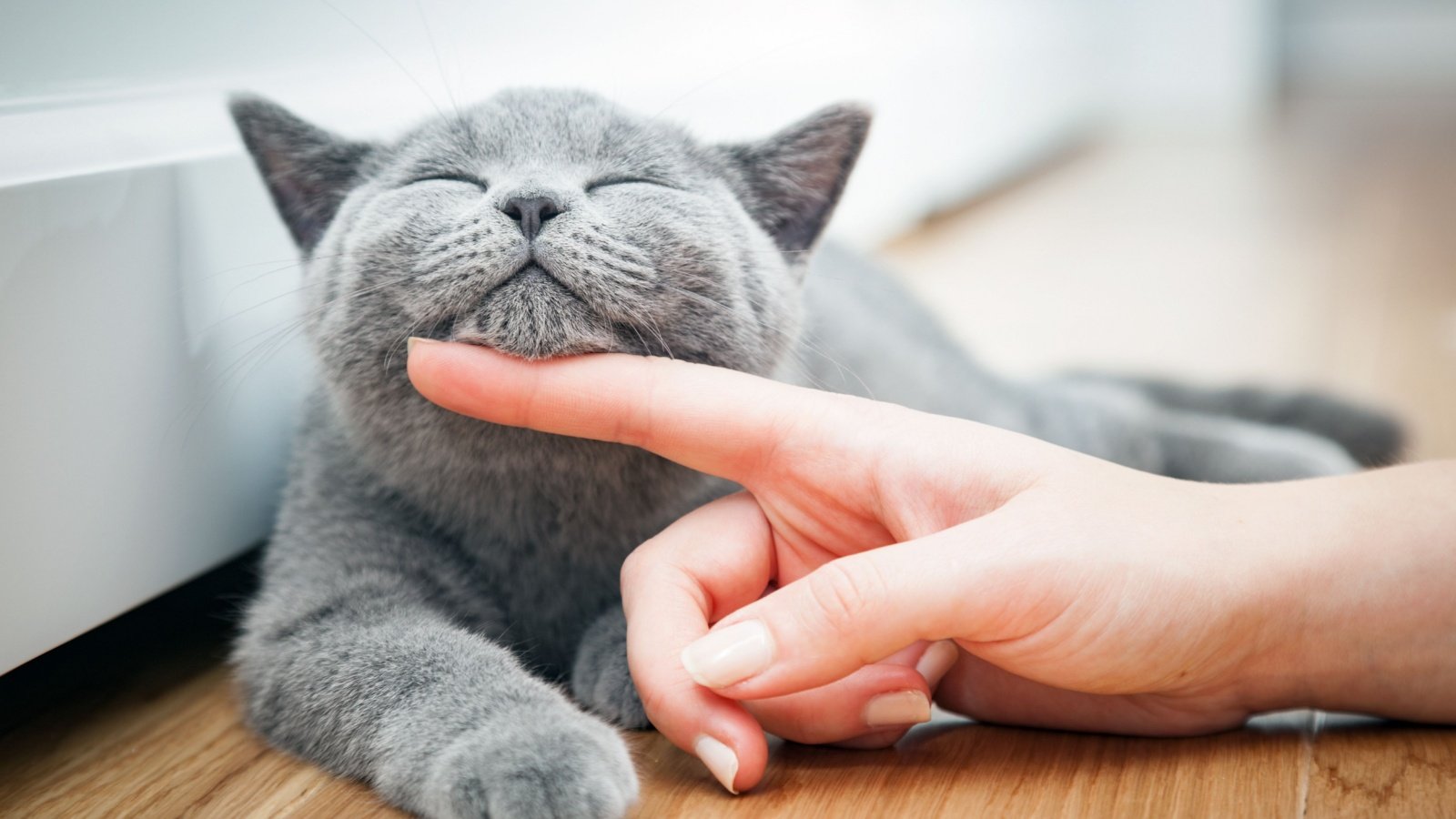 British Shorthair cat PHOTOCREO Michal Bednarek Shutterstock