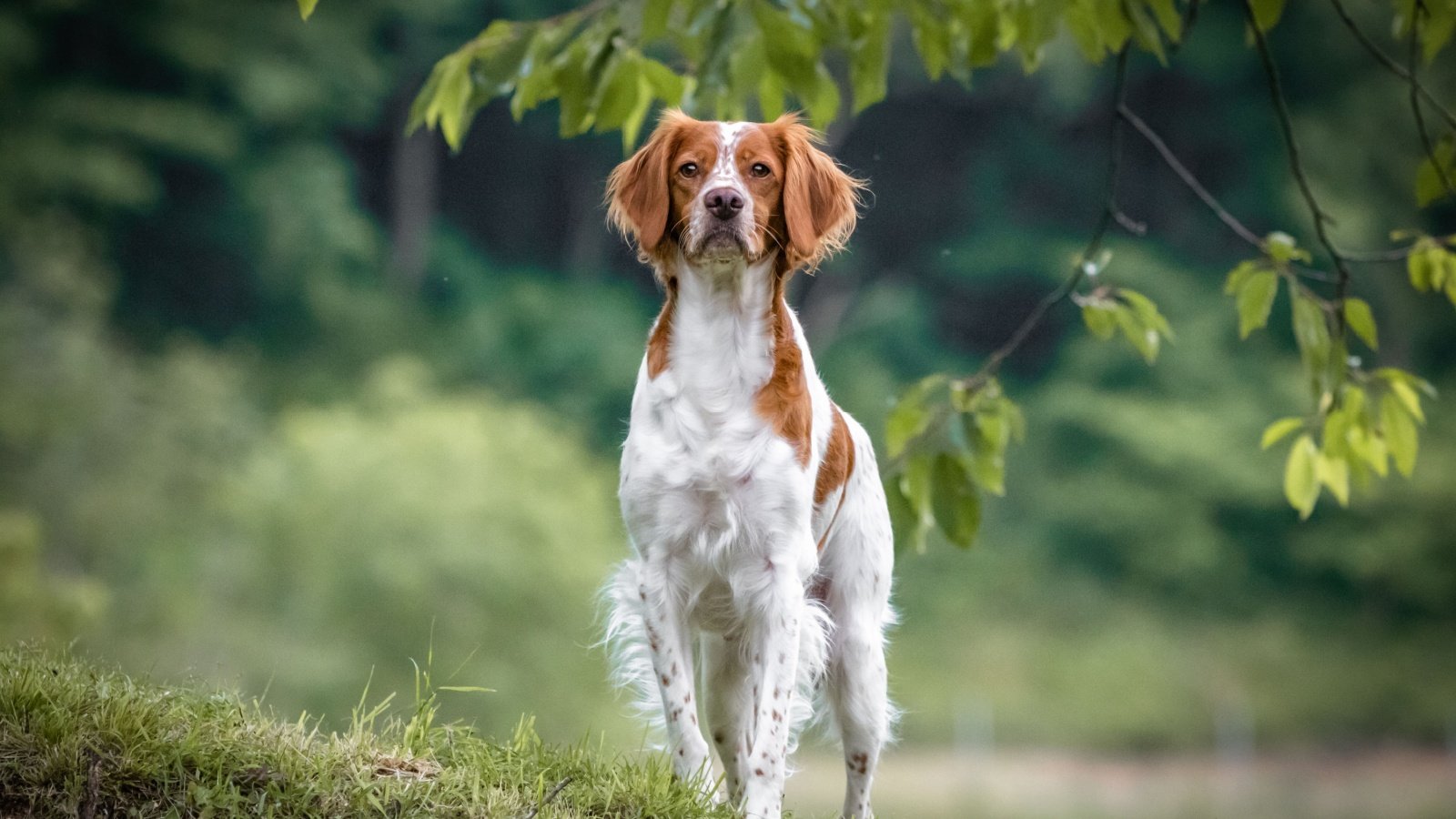 Brittany Spaniel Dog Barbara C Shutterstock