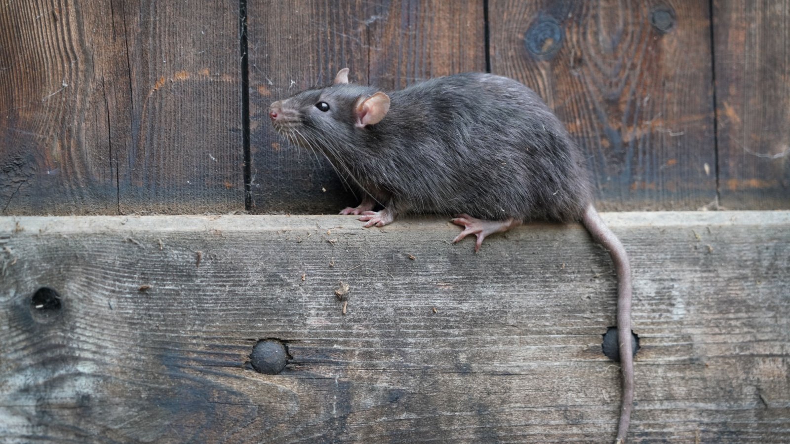 Brown Norway Rat Holger Kirk Shutterstock