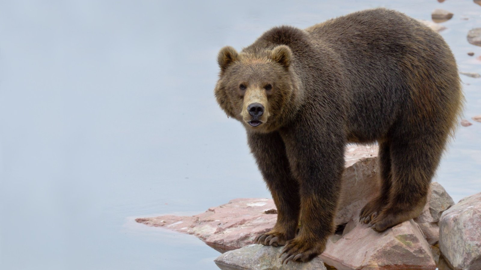 Brown gobi bear Roblan Shutterstock