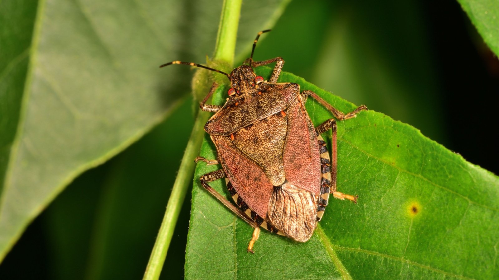 Brown marmorated stink bug beetle insect leaf Davide Bonora Shutterstock