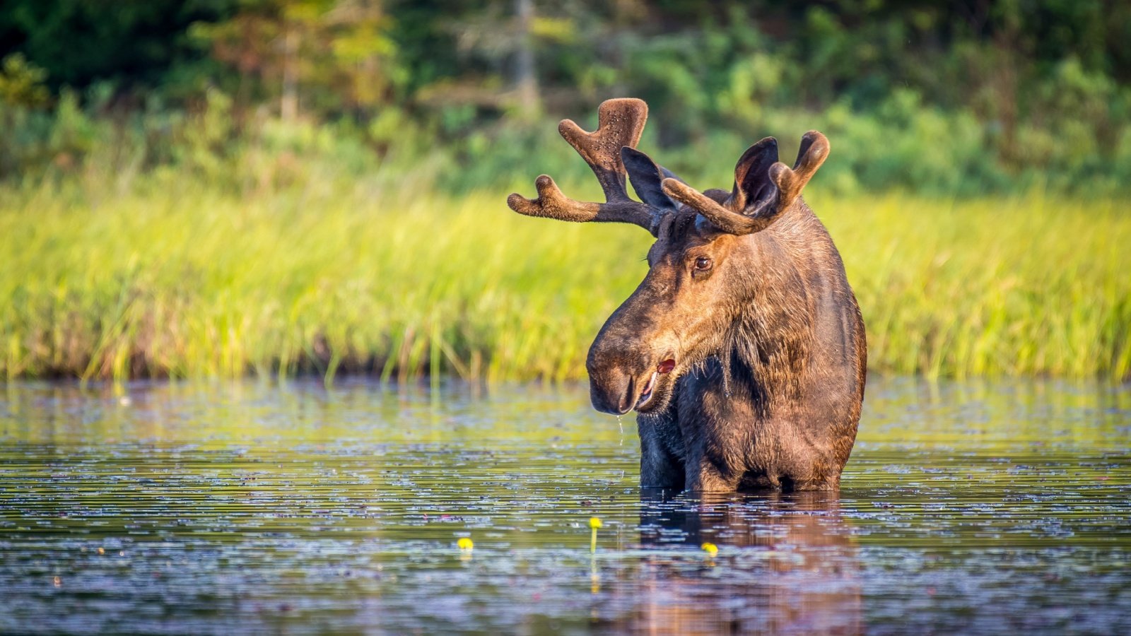 Bull Moose Mark Byer Shutterstock