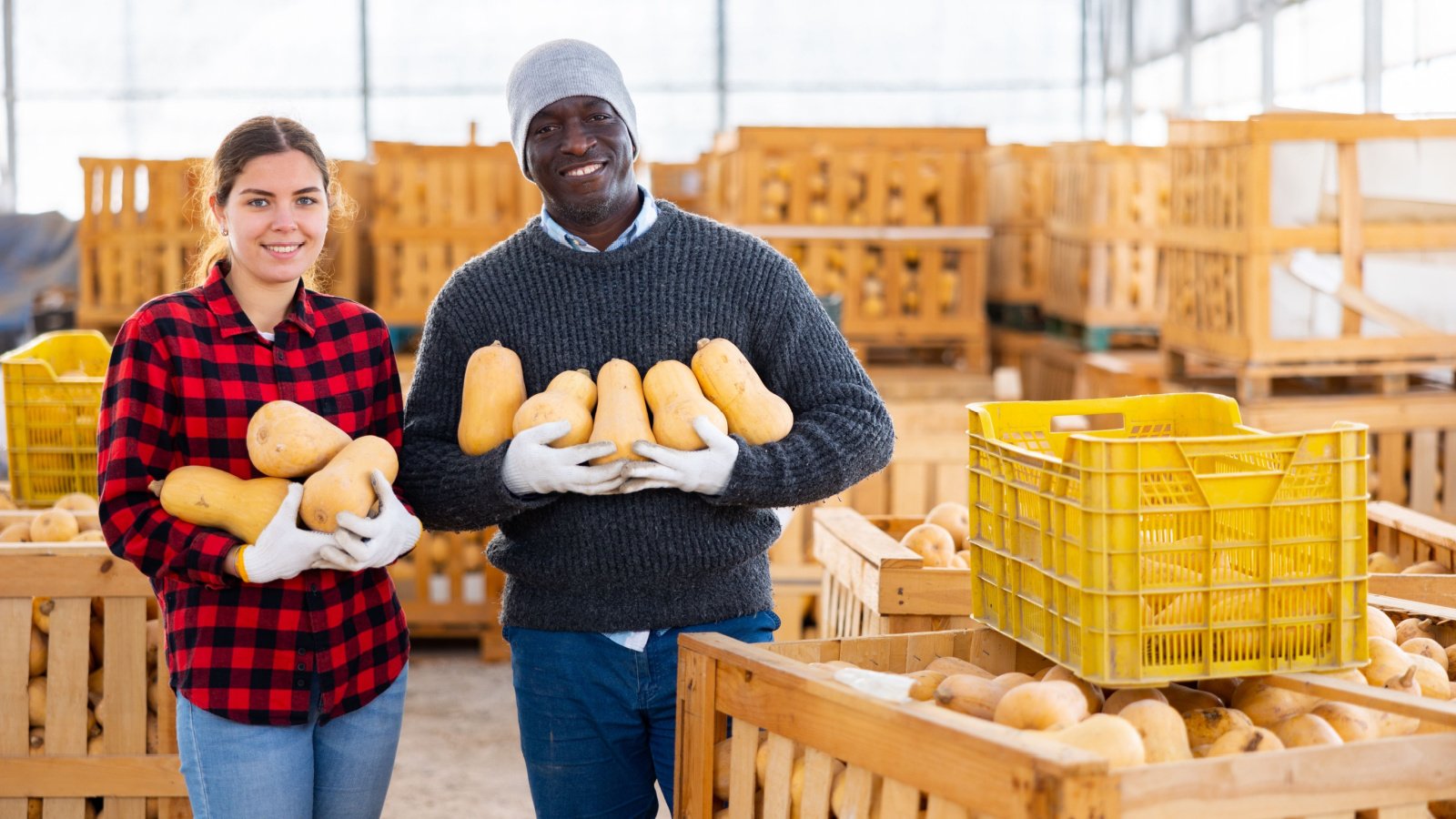 Butternut Squash Harvest Grow Agriculture Vegetable BearFotos Shutterstock