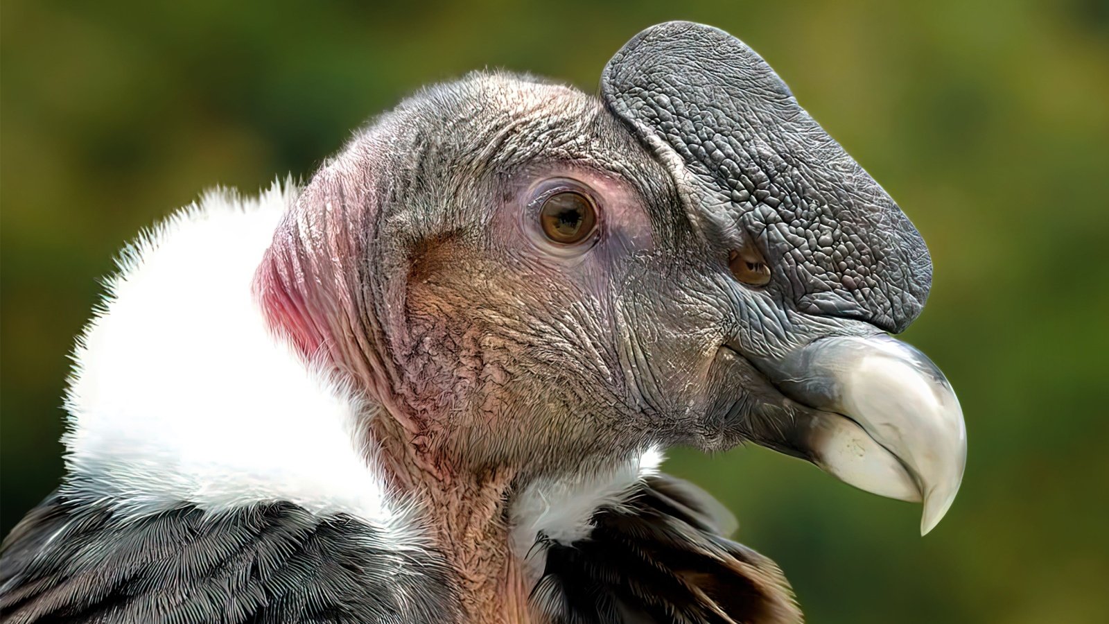 California Condor Sasika Nuwan Bnadara Shutterstock