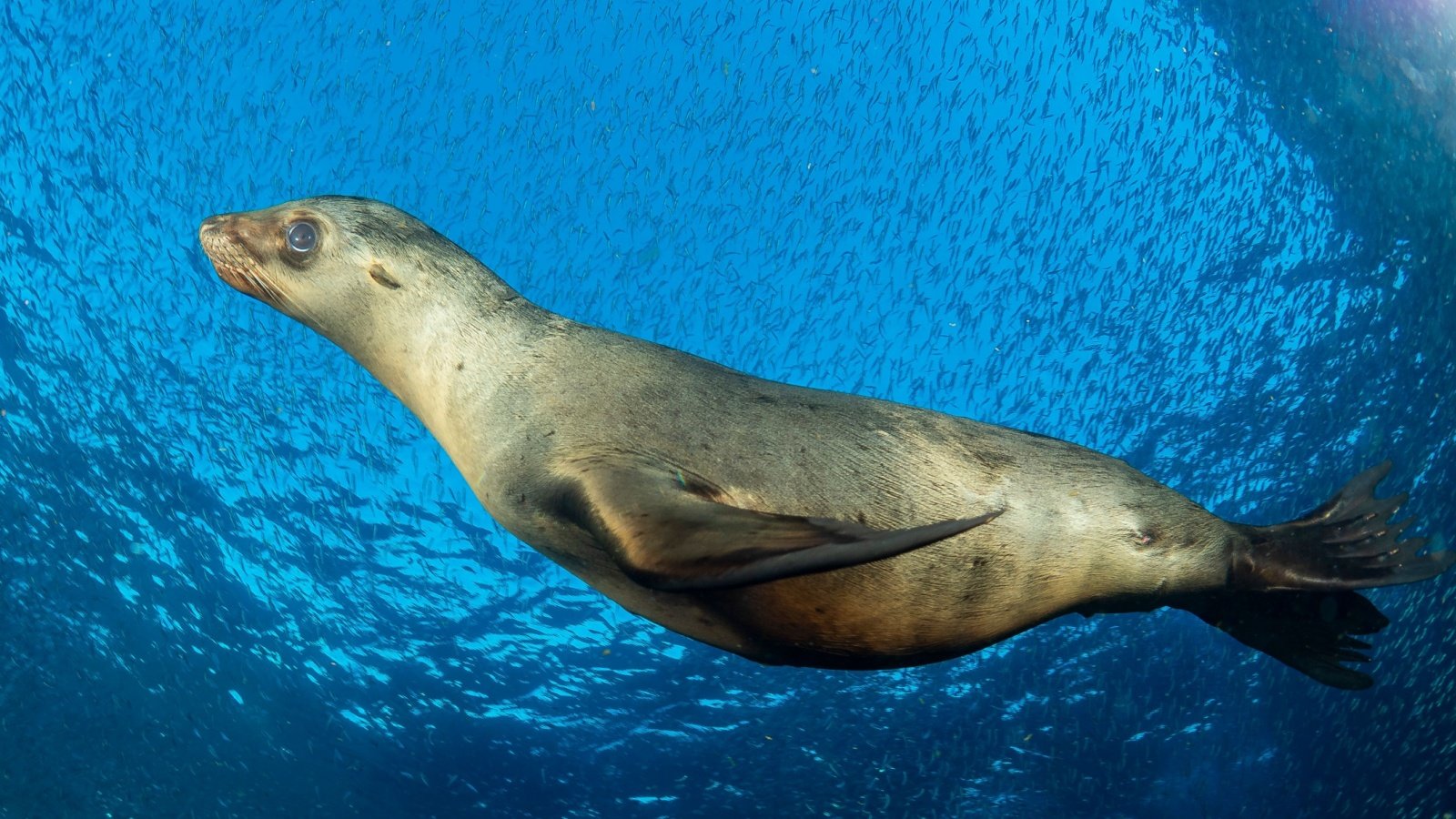 California sea lion ocean Jesus Cobaleda Shutterstock