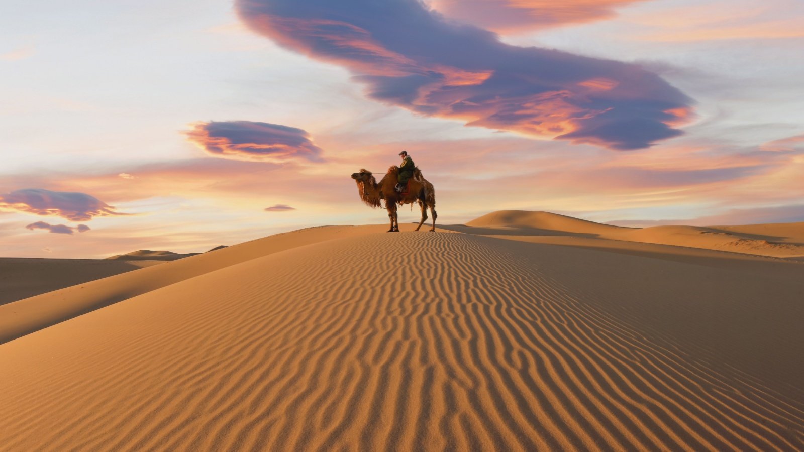 Camel going through the sand dunes Gobi desert Mongolia Sakura Image Inc Shutterstock