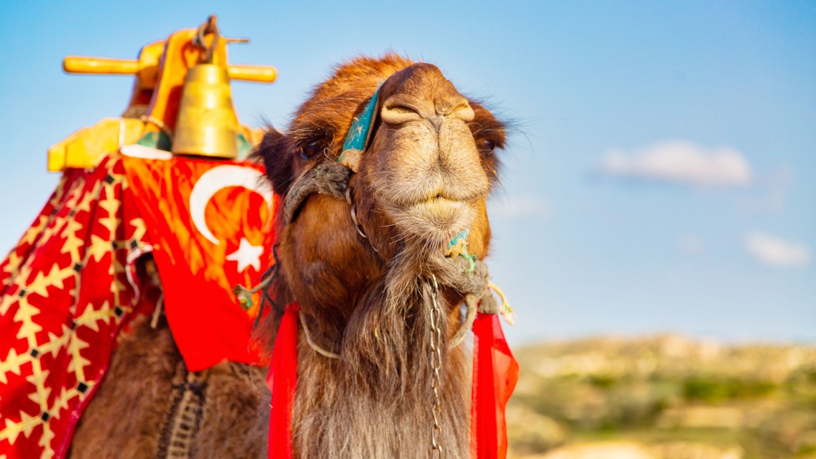 Camel with turkish flag Turkey Nick N A Shutterstock